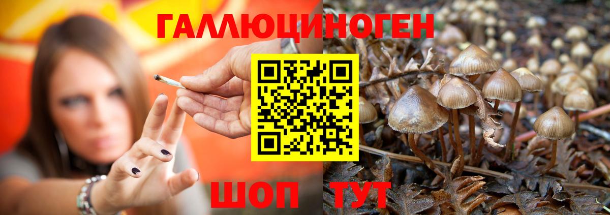 Камышлов  Галлюциногенные грибы Psilocybine cubensis  где можно купить   Вход с VPN 
